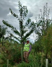 A delighted client with a Wild Cherry that was established from a cell grown plant