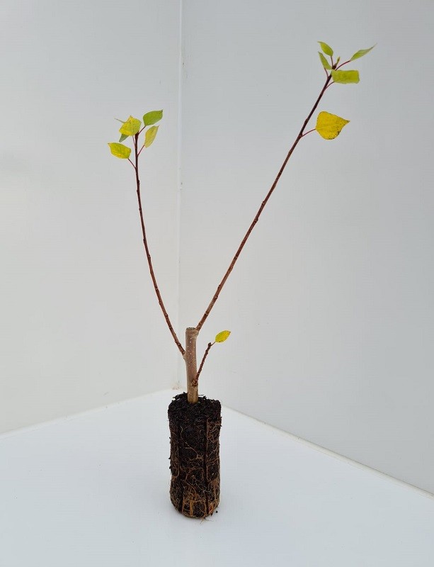 Cell Grown Populus nigra - Black Poplar