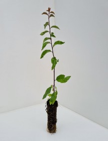 Cell Grown Prunus spinosa - Blackthorn