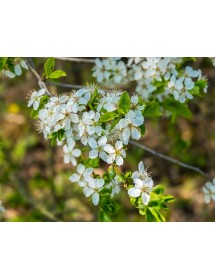 Prunus spinosa - Blackthorn flowers