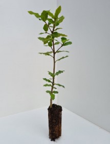 Cell Grown Quercus ilex - Holm Oak