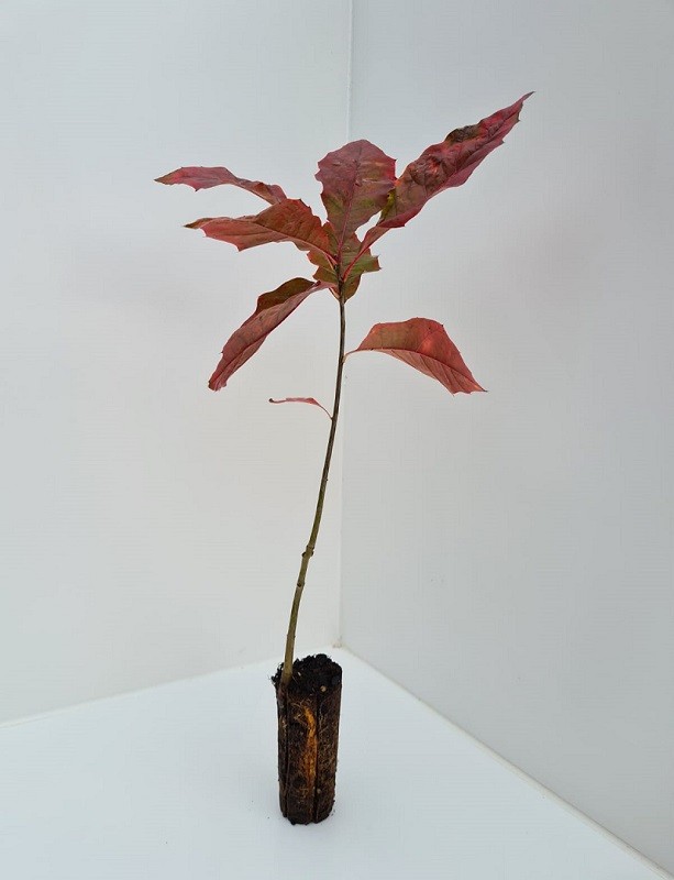 Cell Grown Quercus rubra - Red Oak