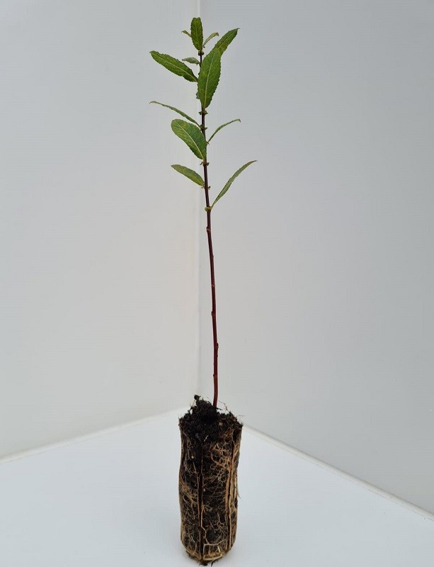 Cell Grown Salix aurita - Eared Willow