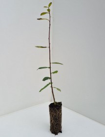 Cell Grown Salix cinerea - Grey Willow