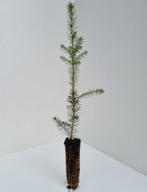 Cell Grown Picea omorika - Serbian Spruce