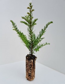 Cell Grown Taxus baccata - Yew