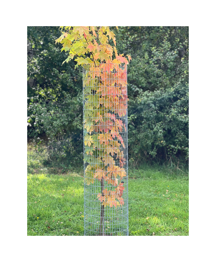 Weld Mesh Tree Guard (Galvanised)