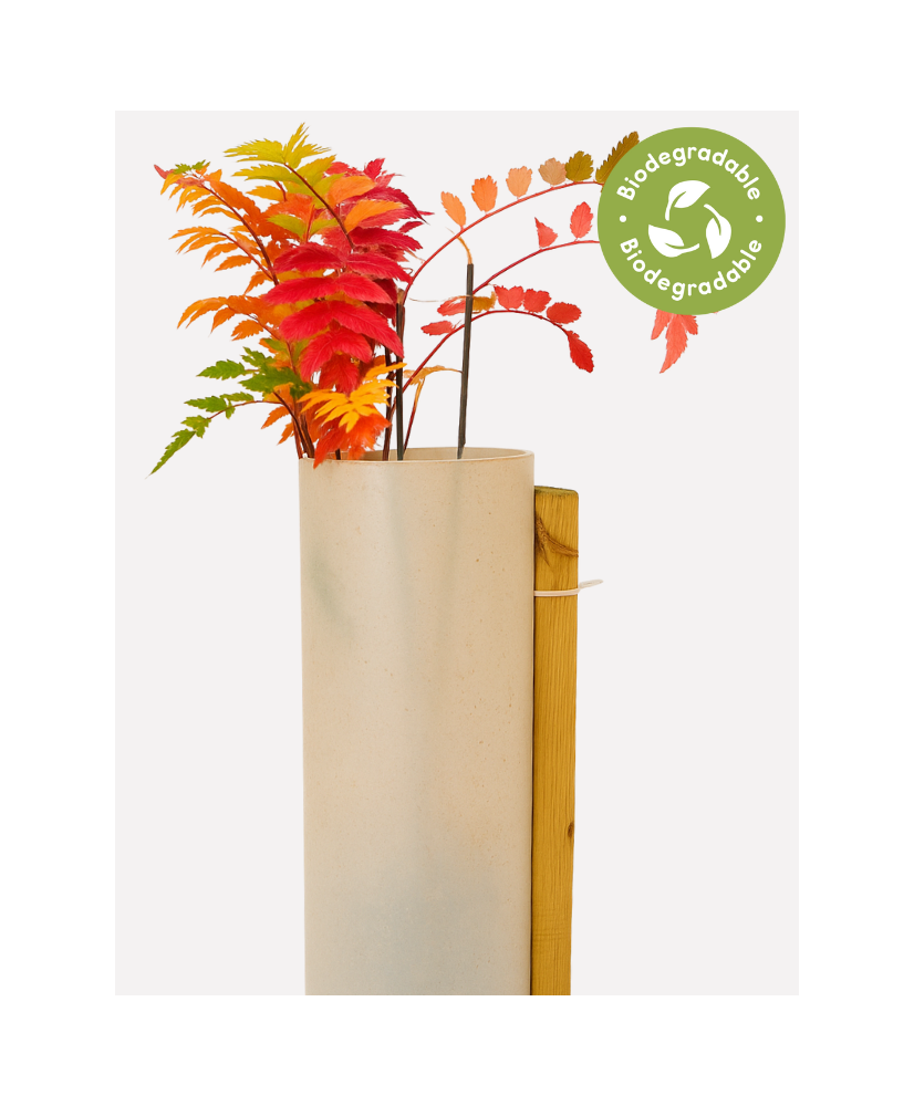 Rainbow Terra Shrub Shelter - Biodegradable