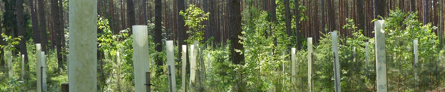 Treeshelters in situ